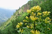 82 Genziana maggiore (Gentiana lutea)